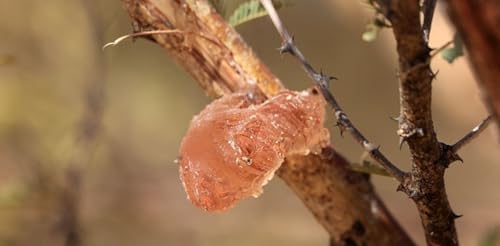 Gum Arabic Chunks Natural Acacia Resin 8 oz Non-GMO