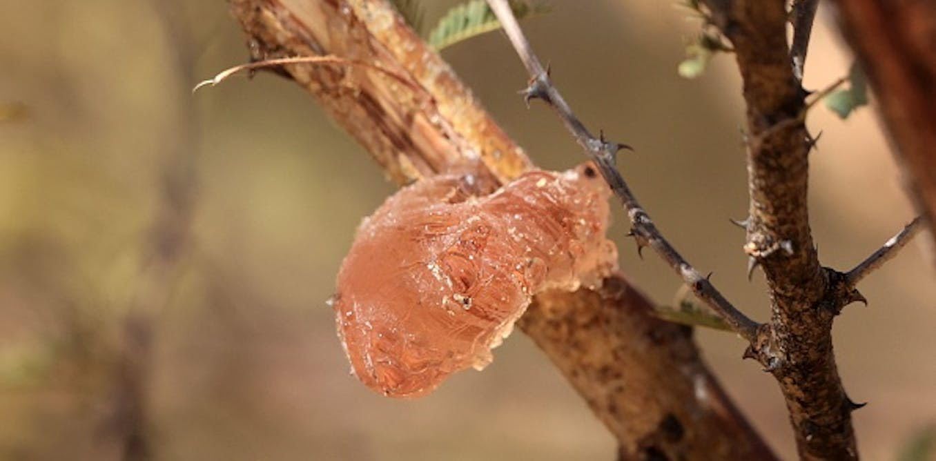 Gum Arabic Chunks Natural Acacia Resin 8 oz Non-GMO