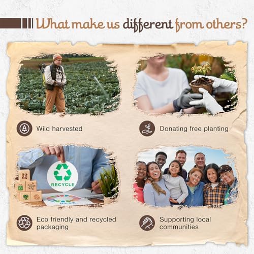 8 Pcs Natural Sandalwood Olibanum Incense Sticks 9 Long Eco Friendly 1hr Burning Time for Healing and Purification