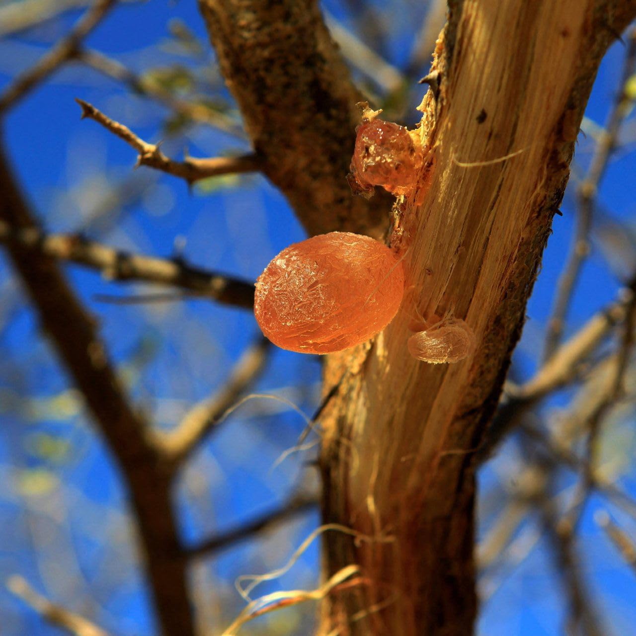 Gum Arabic Chunks Natural Acacia Resin 8 oz Non-GMO