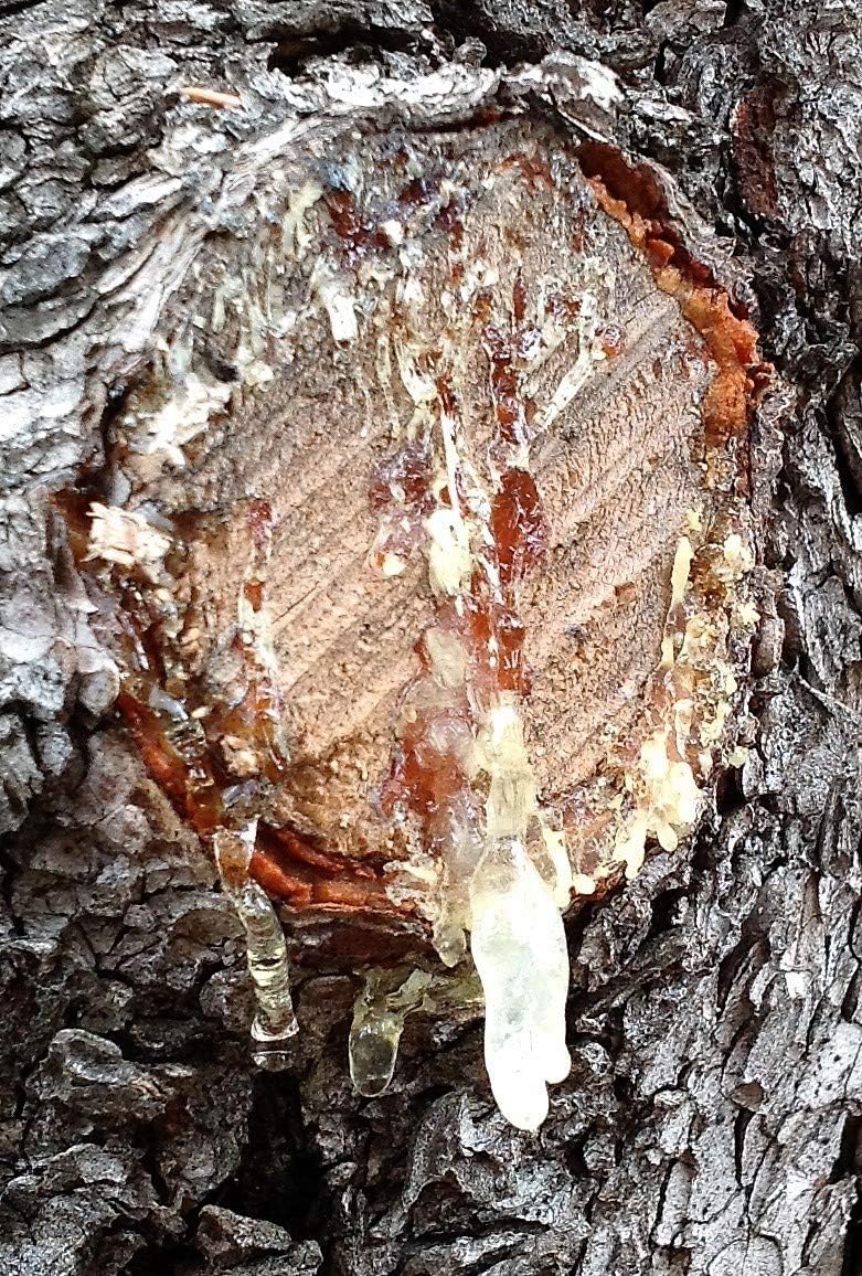 Jenny Joys Pinon Pine Resin 2 oz